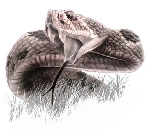 Rattlesnake Drawing Intricate Artwork
