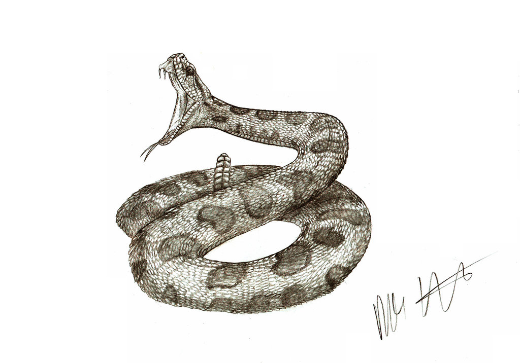 Rattlesnake Drawing Sketch