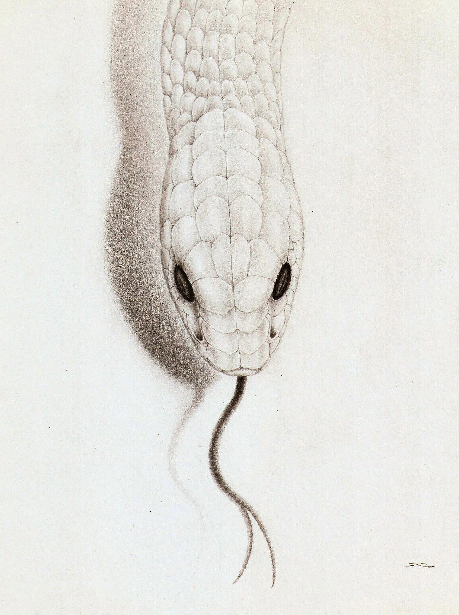 Rattlesnake Drawing Stunning Sketch
