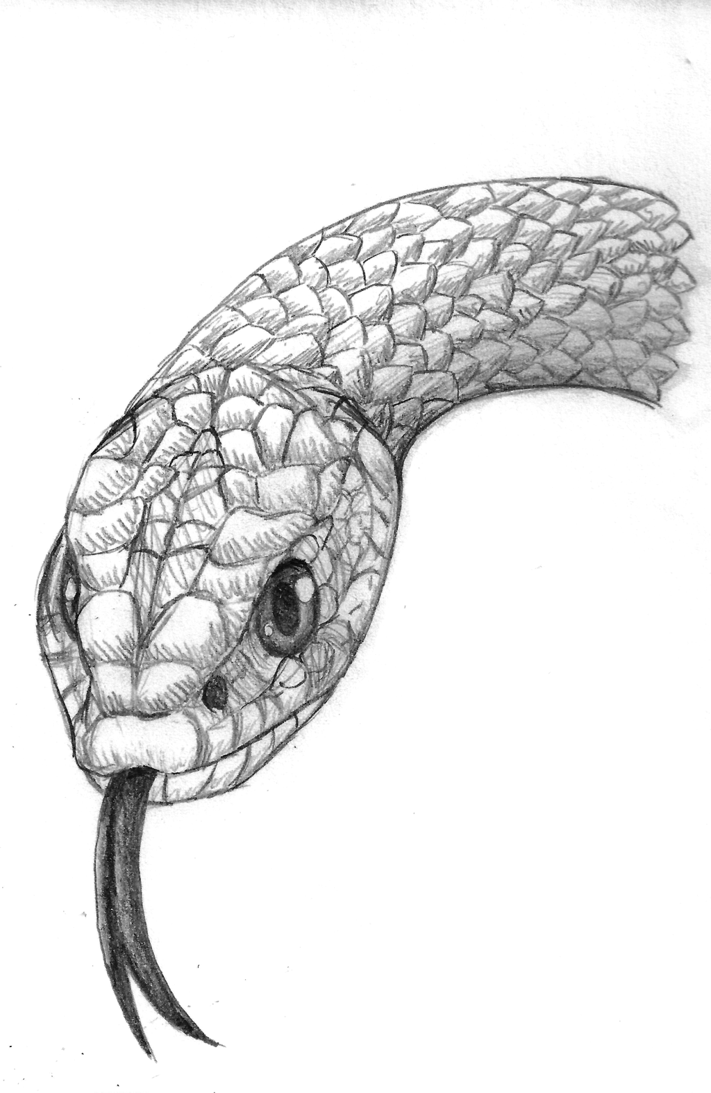 Rattlesnake Drawing Unique Art