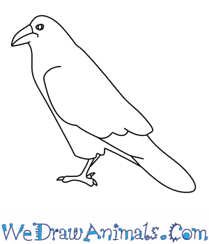 Raven Drawing Artistic Sketching