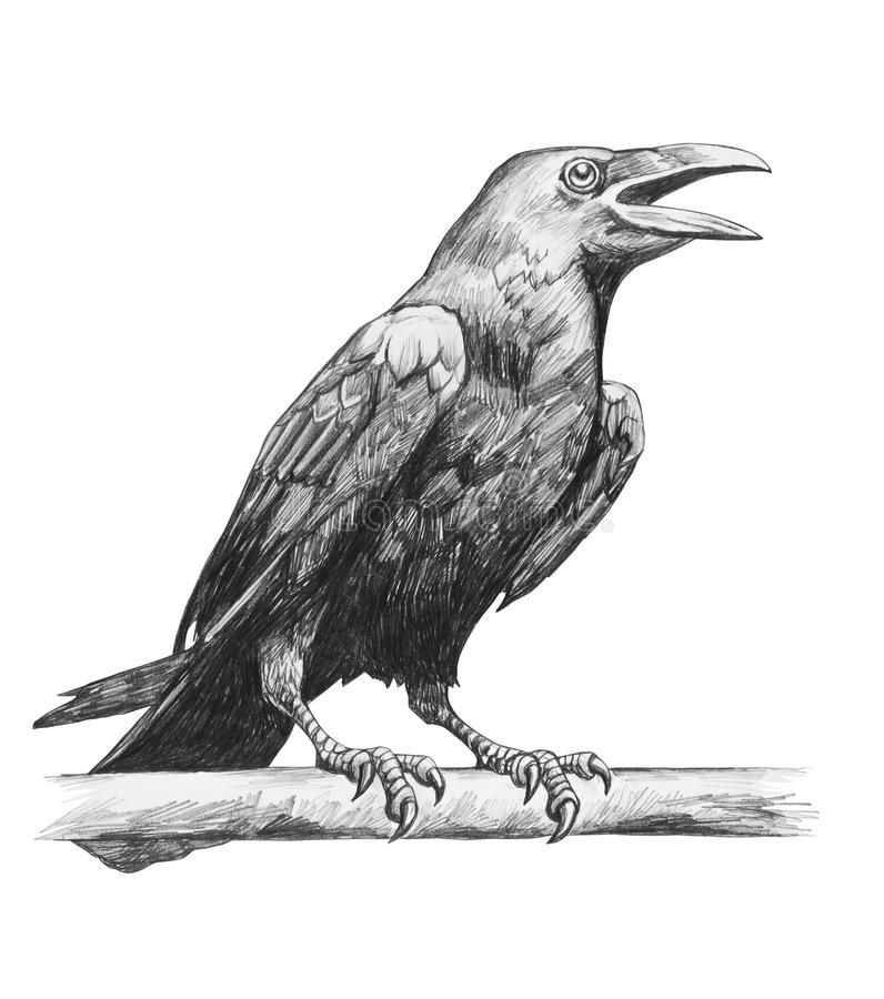Raven Drawing Fine Art