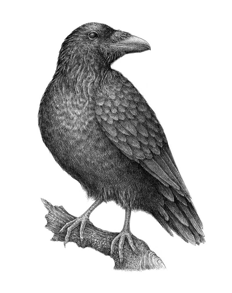 Raven Drawing Sketch