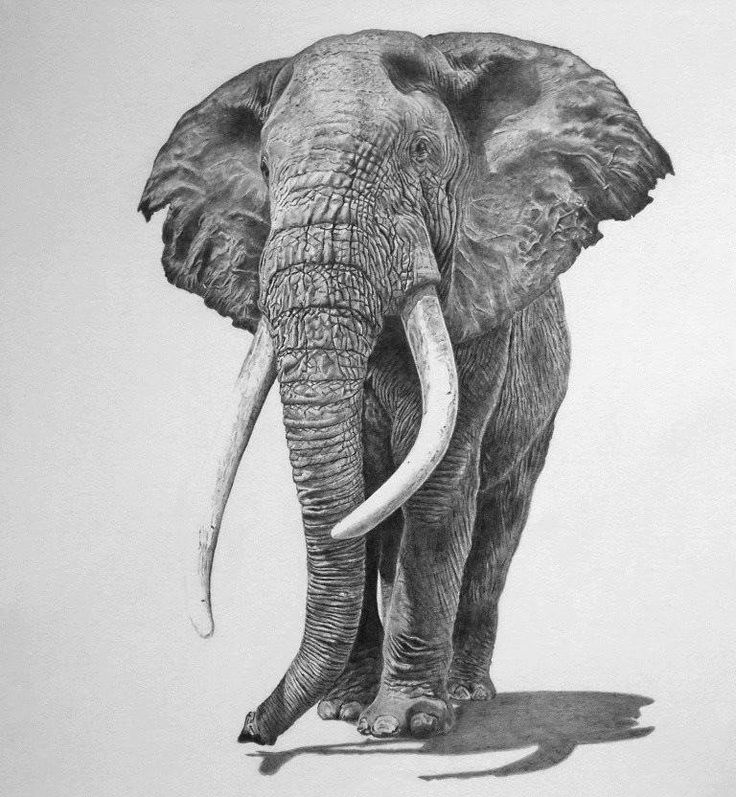 Realistic Elephant Drawing Art