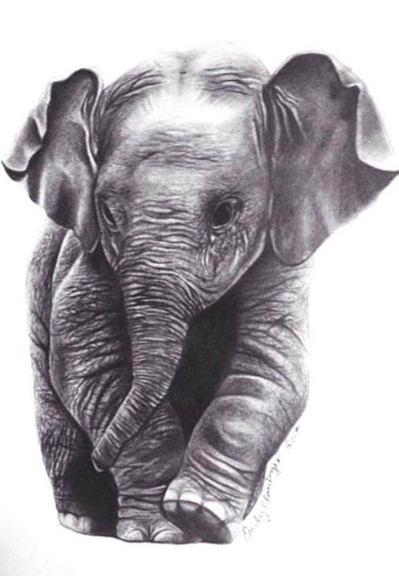 Realistic Elephant Drawing Artistic Sketching