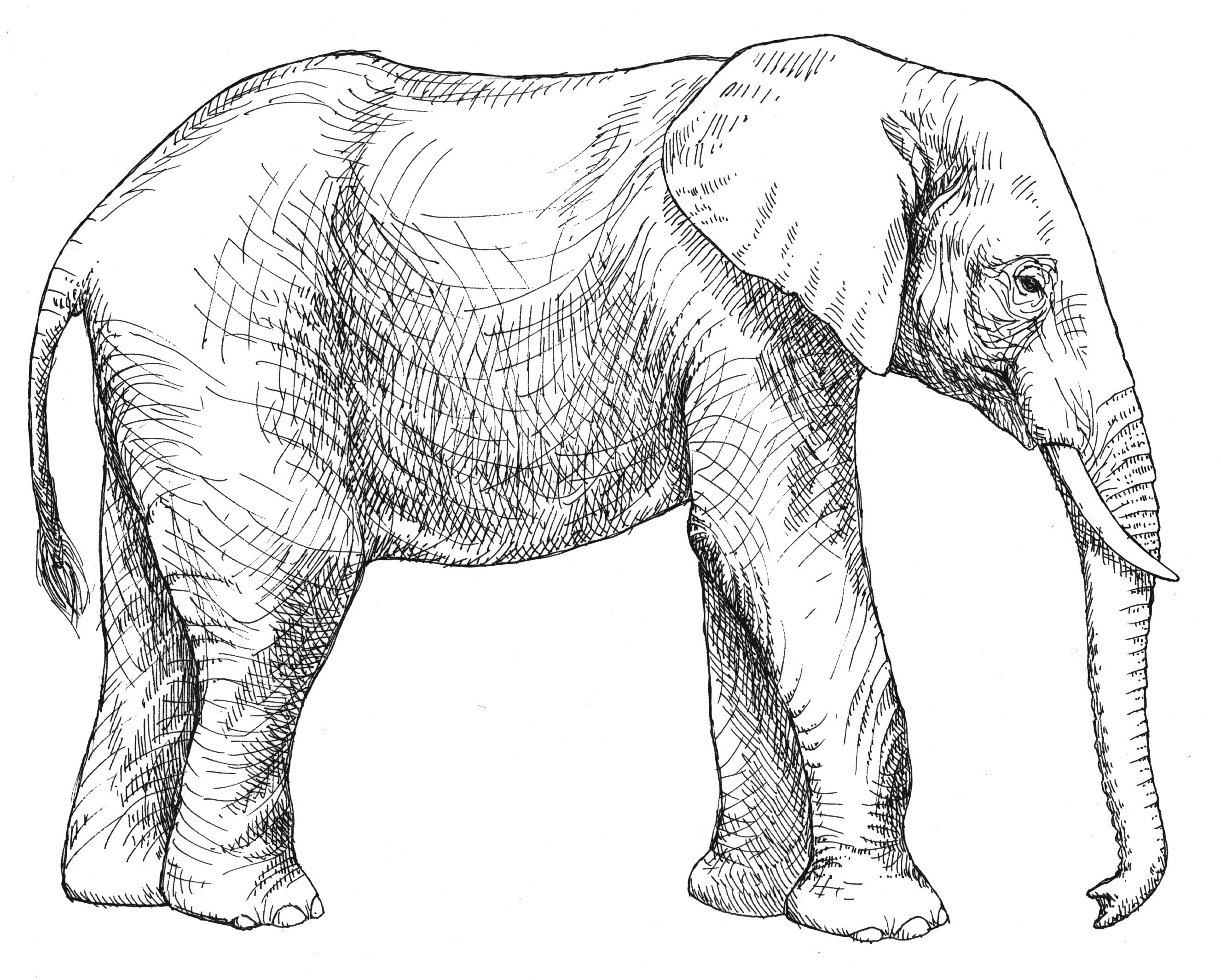 Realistic Elephant Drawing Beautiful Artwork