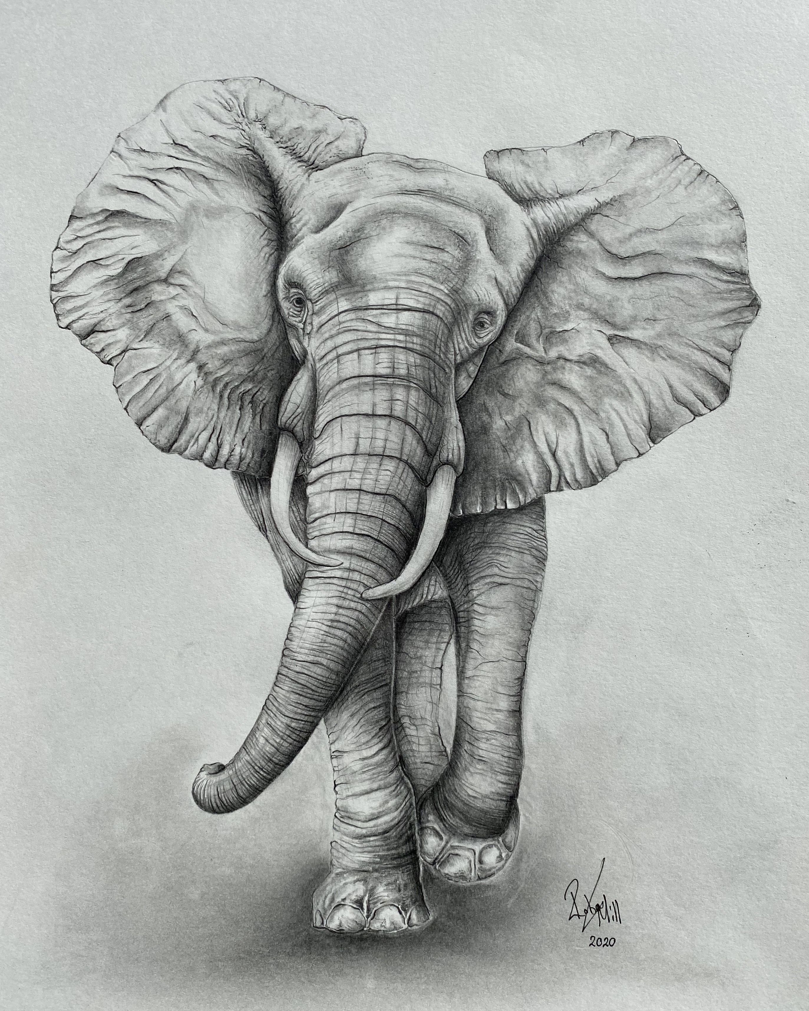 Realistic Elephant Drawing Fine Art