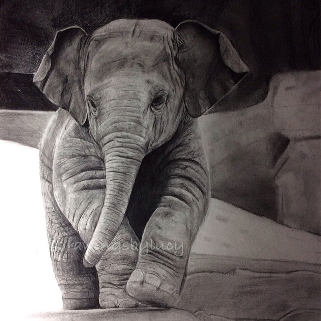 Realistic Elephant Drawing Hand Drawn Sketch