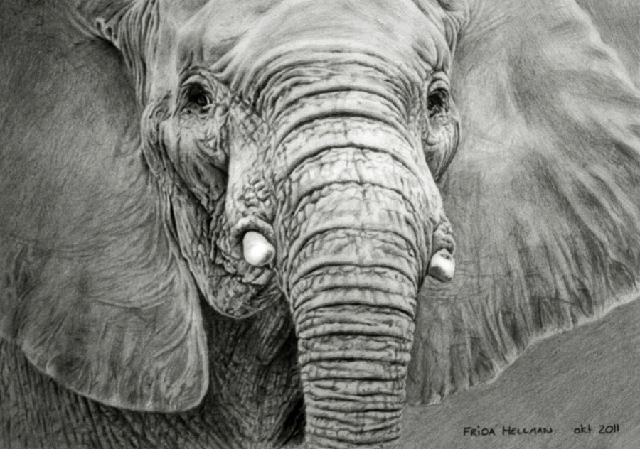 Realistic Elephant Drawing Modern Sketch