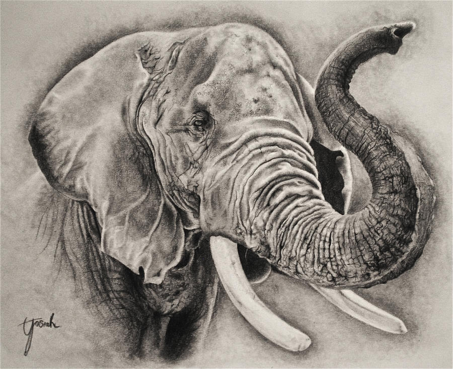 Realistic Elephant Drawing Photo