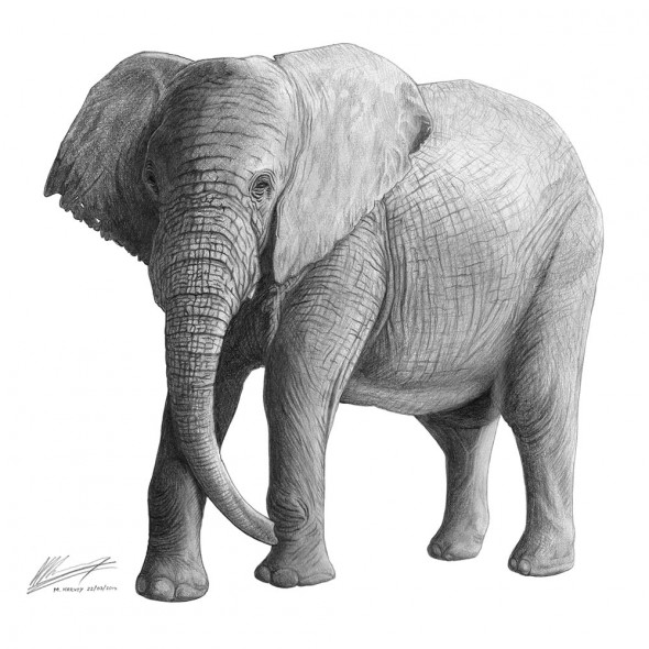 Realistic Elephant Drawing Picture