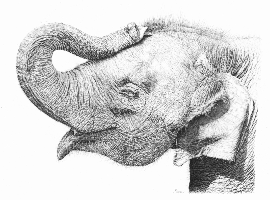Realistic Elephant Drawing Realistic Sketch