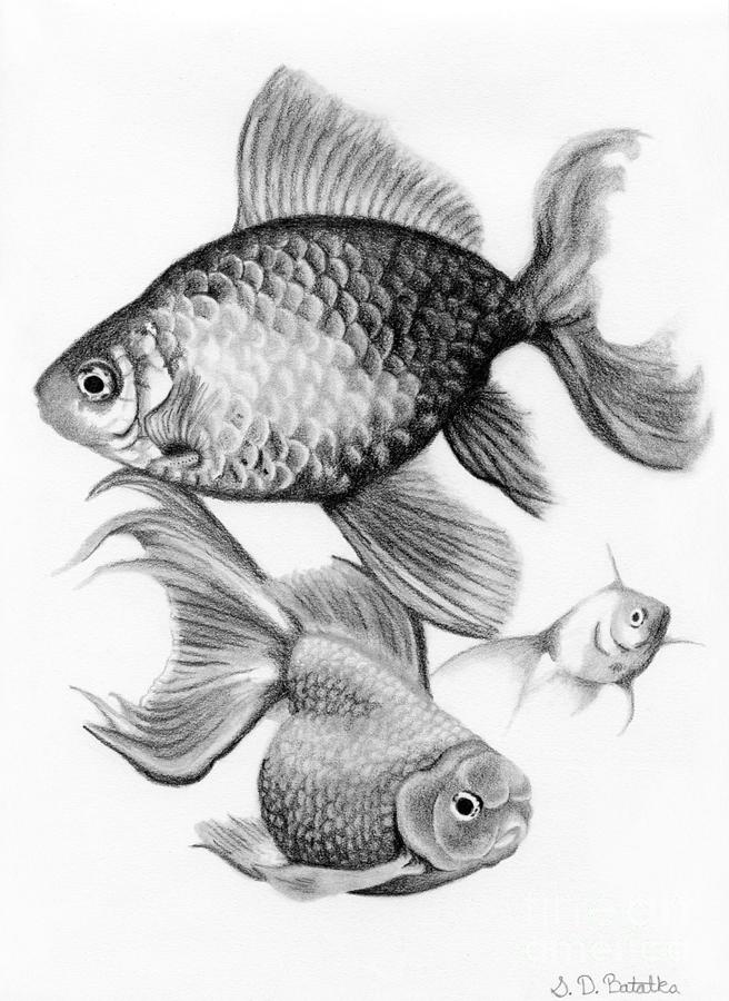 Realistic Fish Drawing Amazing Sketch