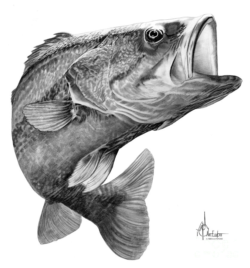 Realistic Fish Drawing Creative Style