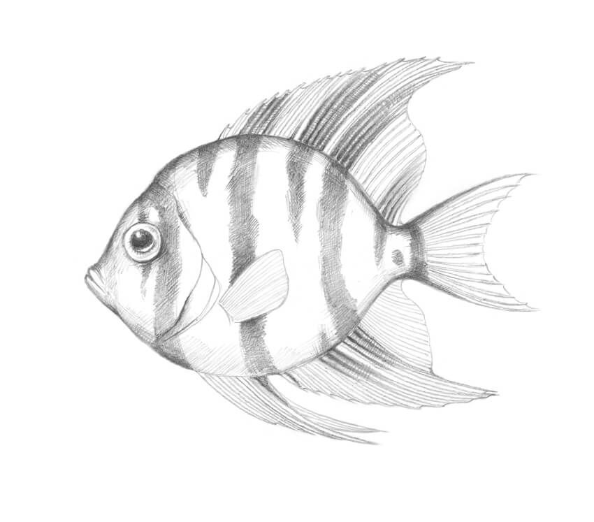 Realistic Fish Drawing Detailed Sketch