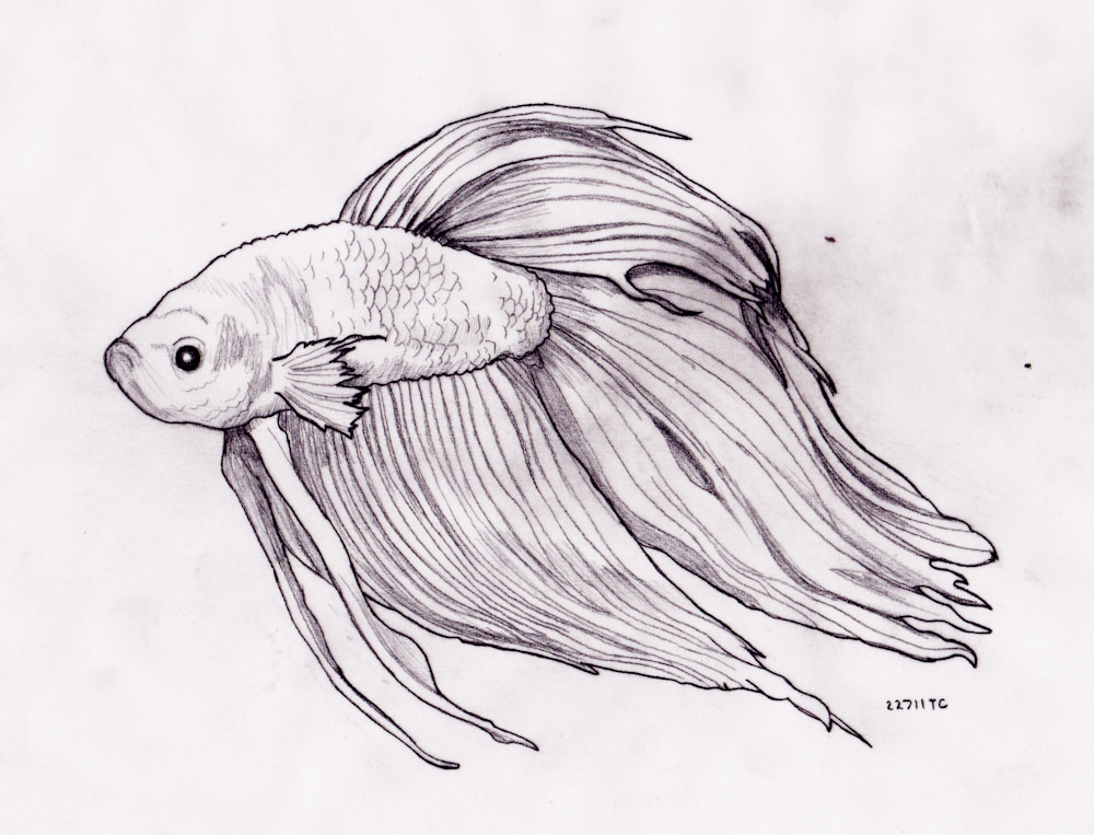 Realistic Fish Drawing Hand Drawn Sketch