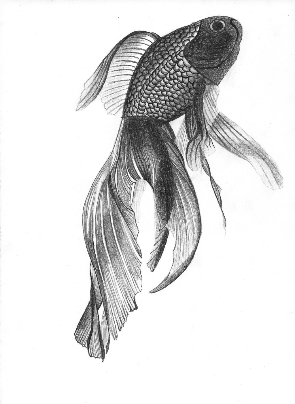Realistic Fish Drawing Hand Drawn