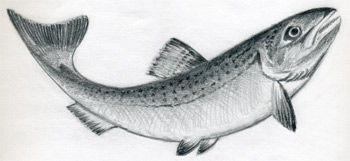 Realistic Fish Drawing Image