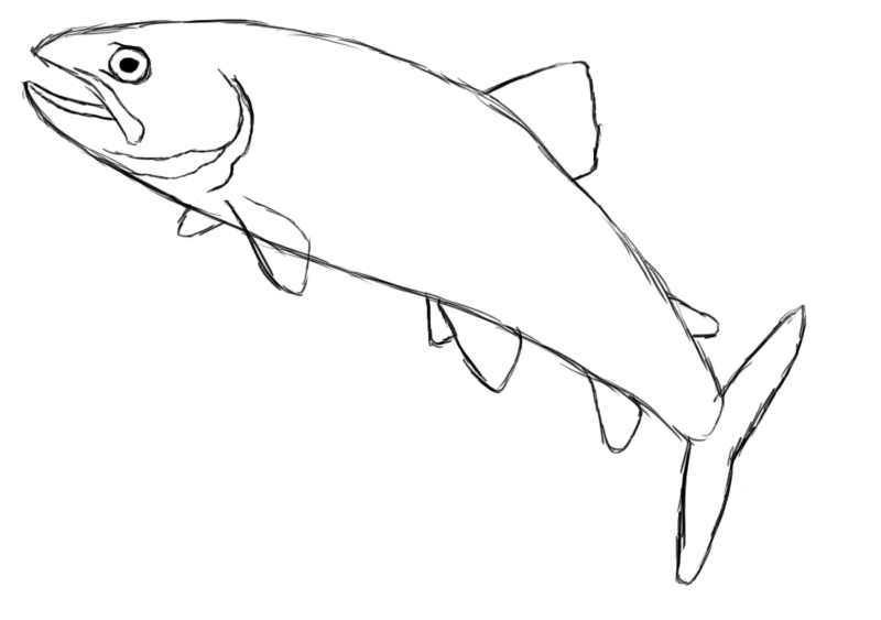 Realistic Fish Drawing Modern Sketch