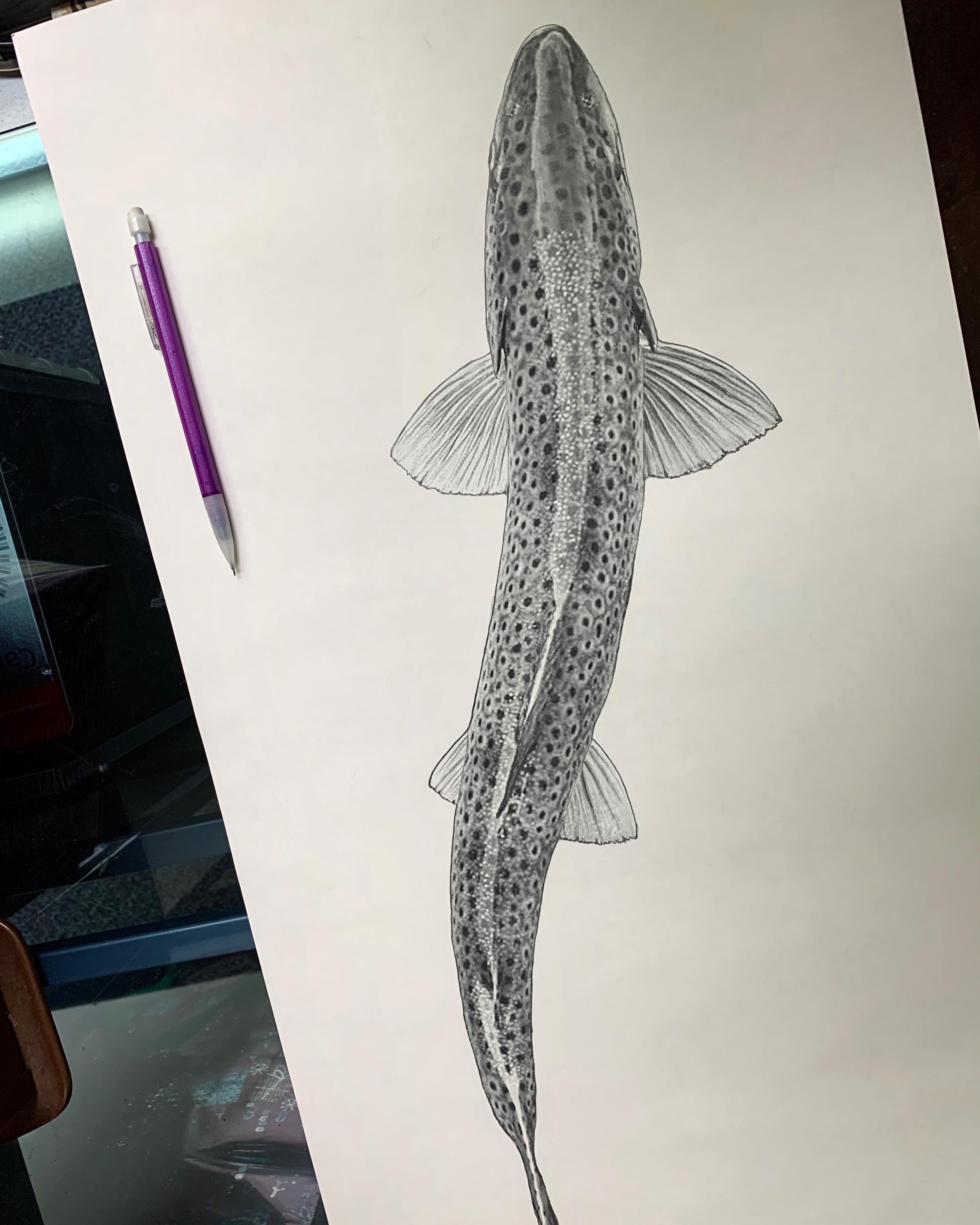 Realistic Fish Drawing Professional Artwork