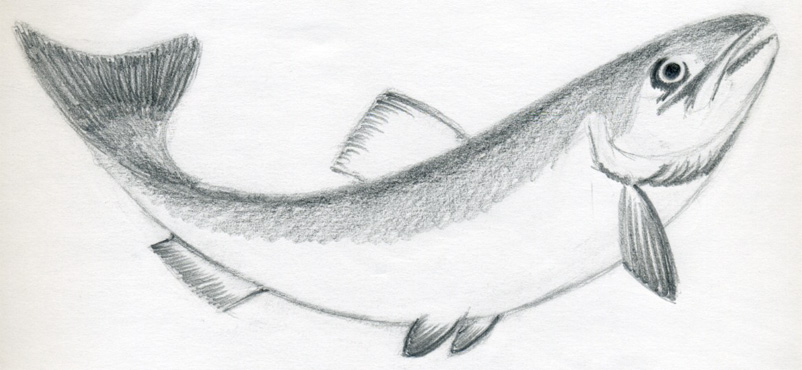 Realistic Fish Drawing Realistic Sketch