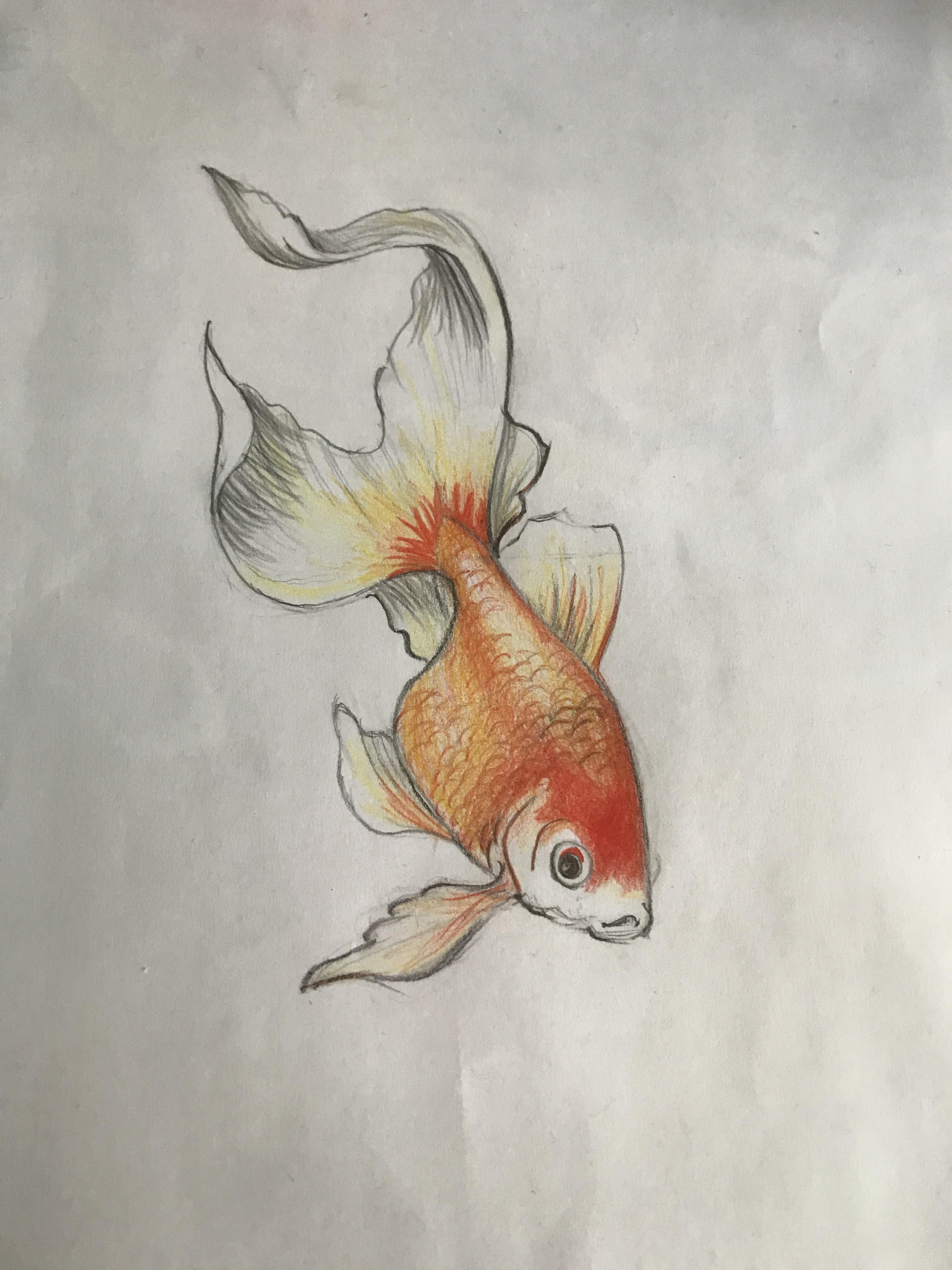 Realistic Fish Drawing Sketch