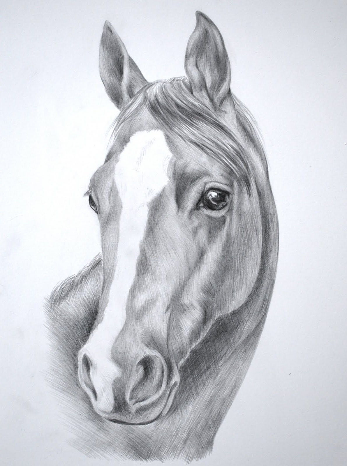 Realistic Horse Drawing Art