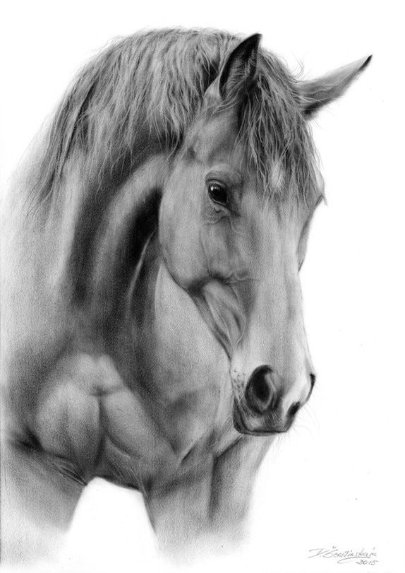 Realistic Horse Drawing Detailed Sketch