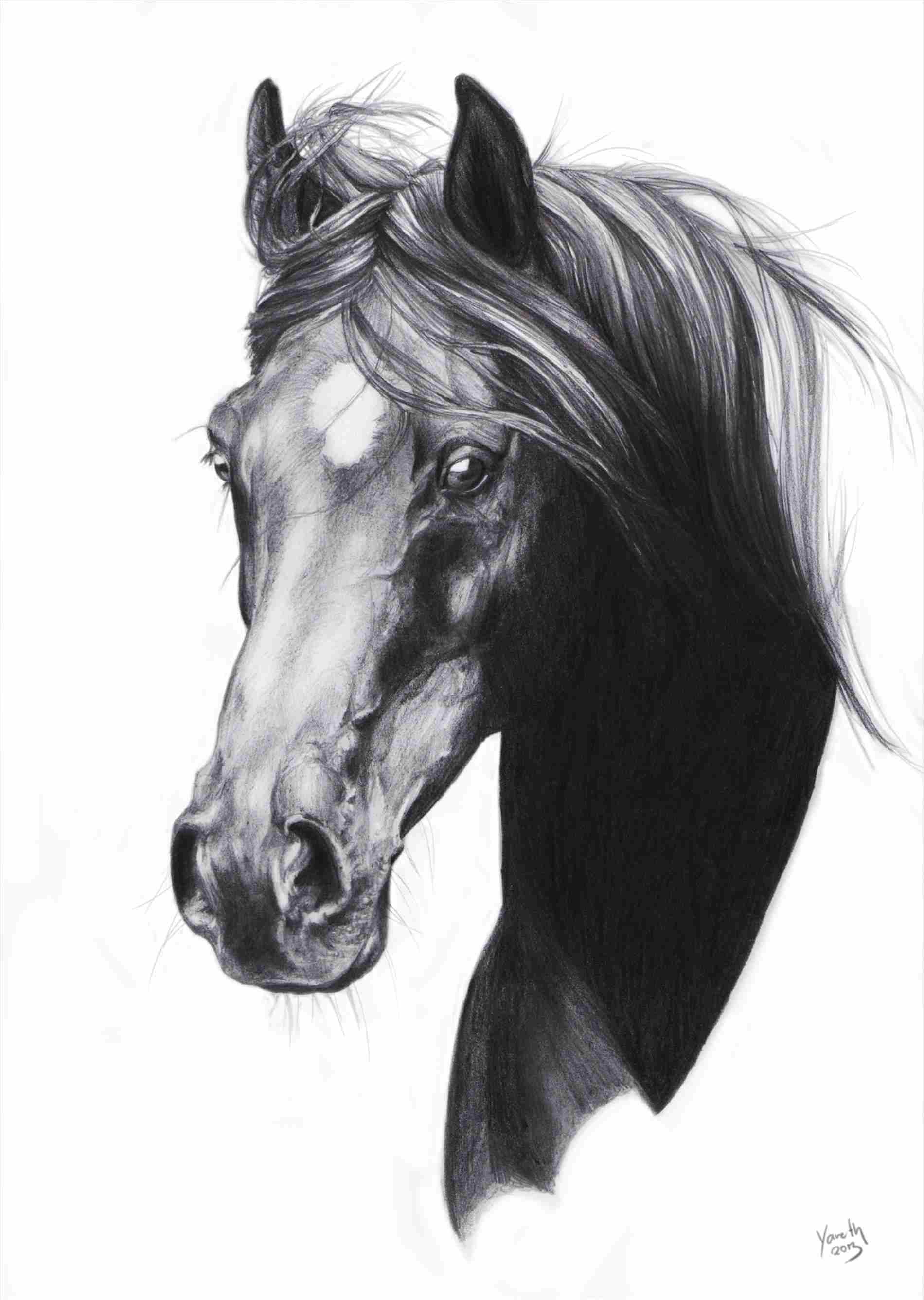 Realistic Horse Drawing Photo