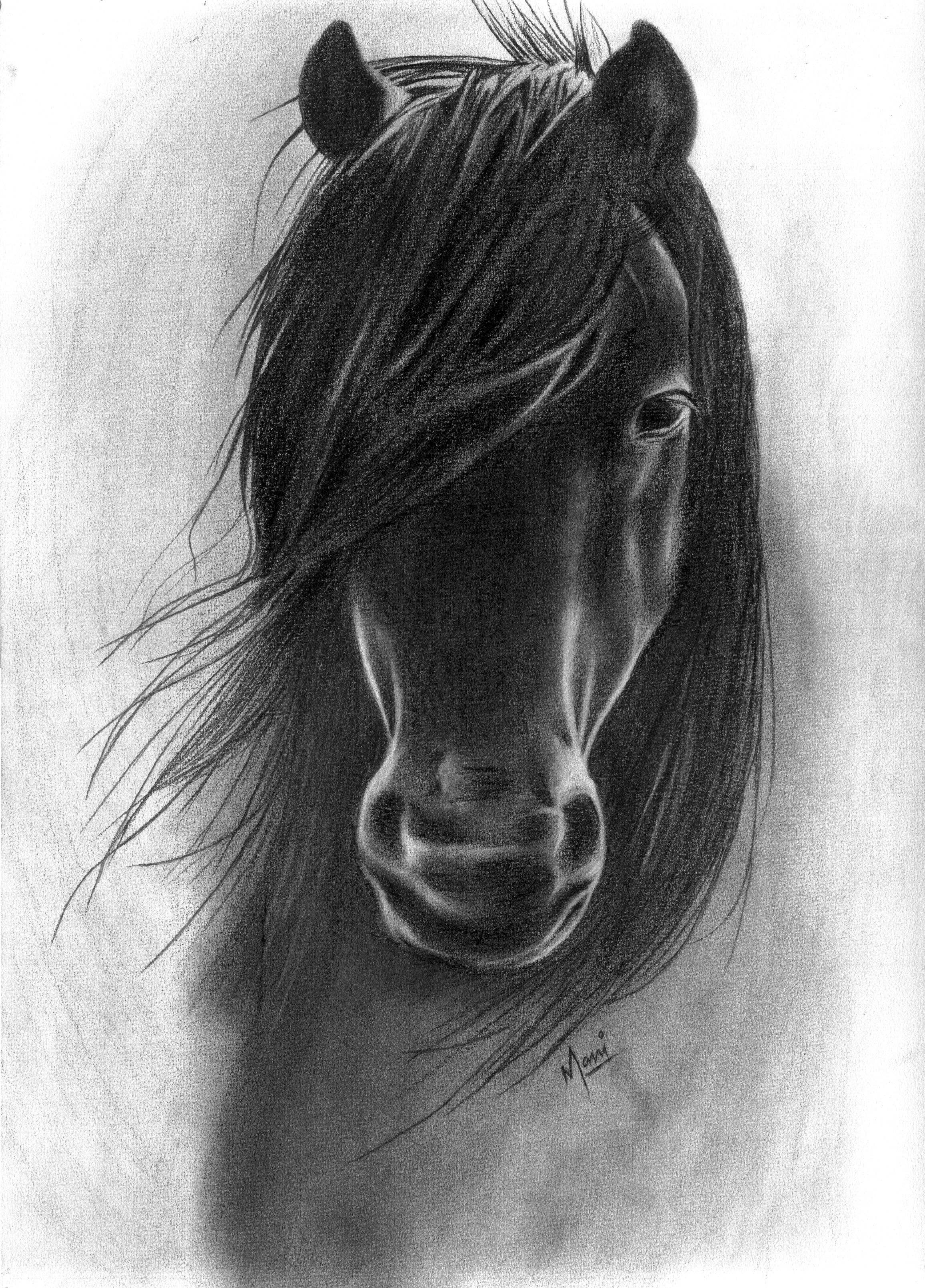 Realistic Horse Drawing Picture