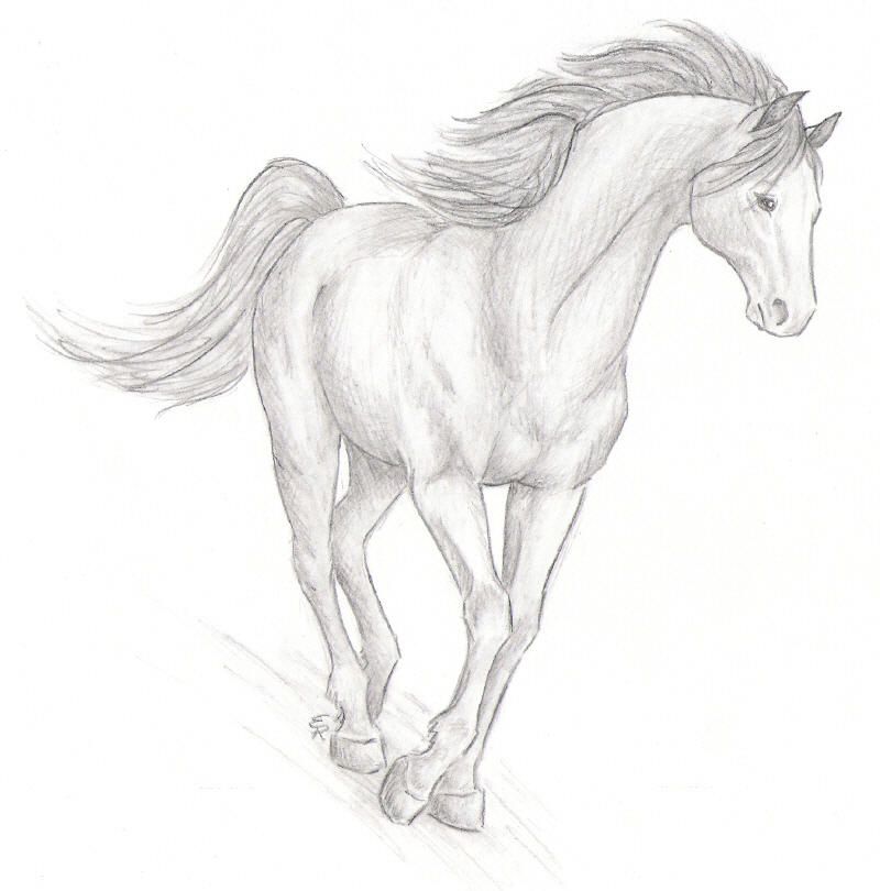 Realistic Horse Drawing Unique Art
