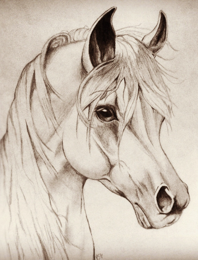Realistic Horse Drawing