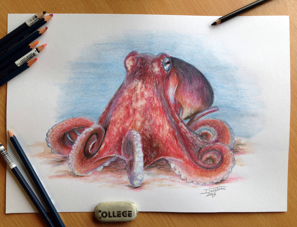 Realistic Octopus Drawing Beautiful Artwork