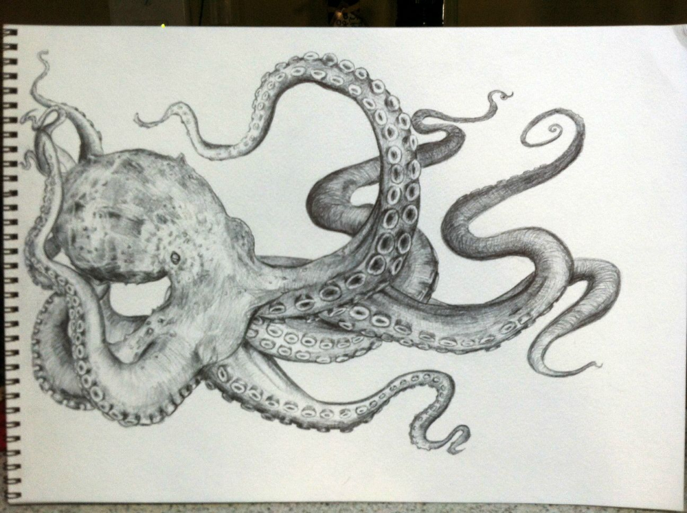 Realistic Octopus Drawing Hand Drawn