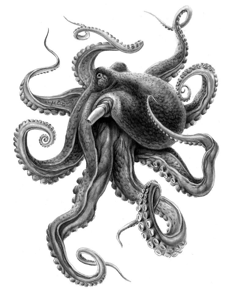 Realistic Octopus Drawing Intricate Artwork