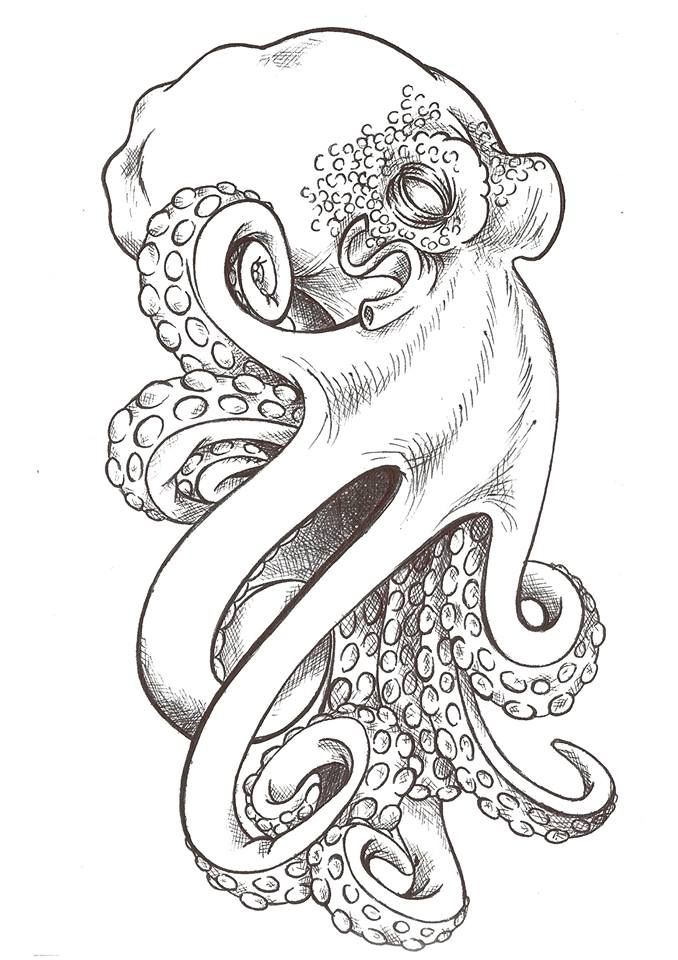 Realistic Octopus Drawing Modern Sketch