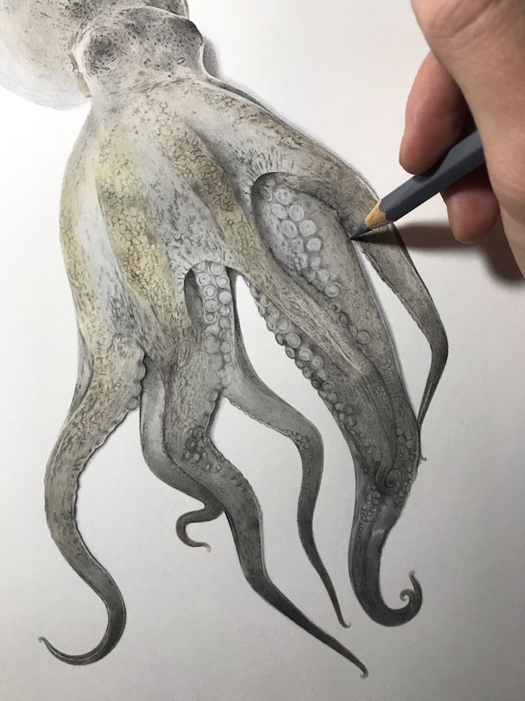 Realistic Octopus Drawing Picture