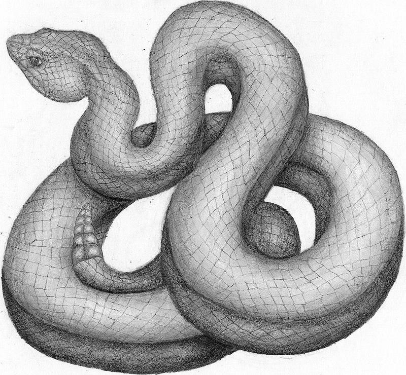 Realistic Snake Drawing Artistic Sketching