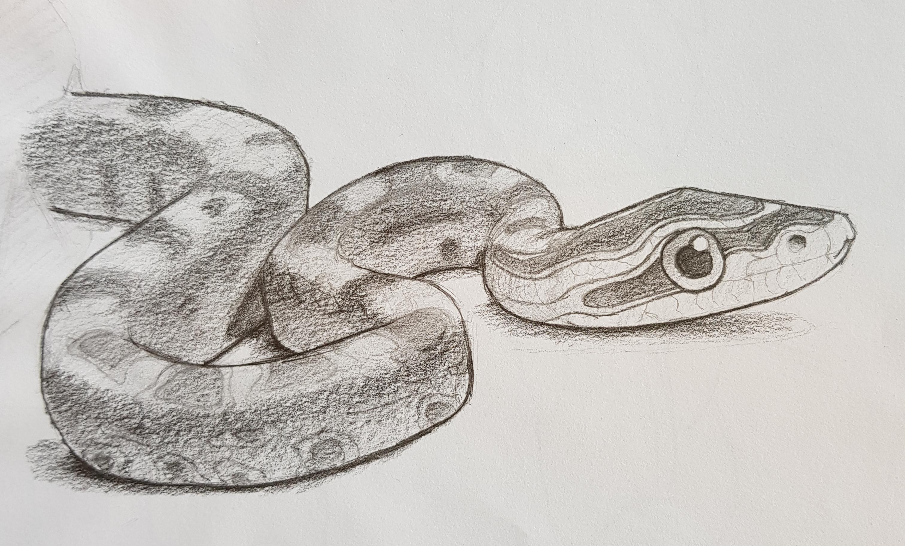 Realistic Snake Drawing Creative Style