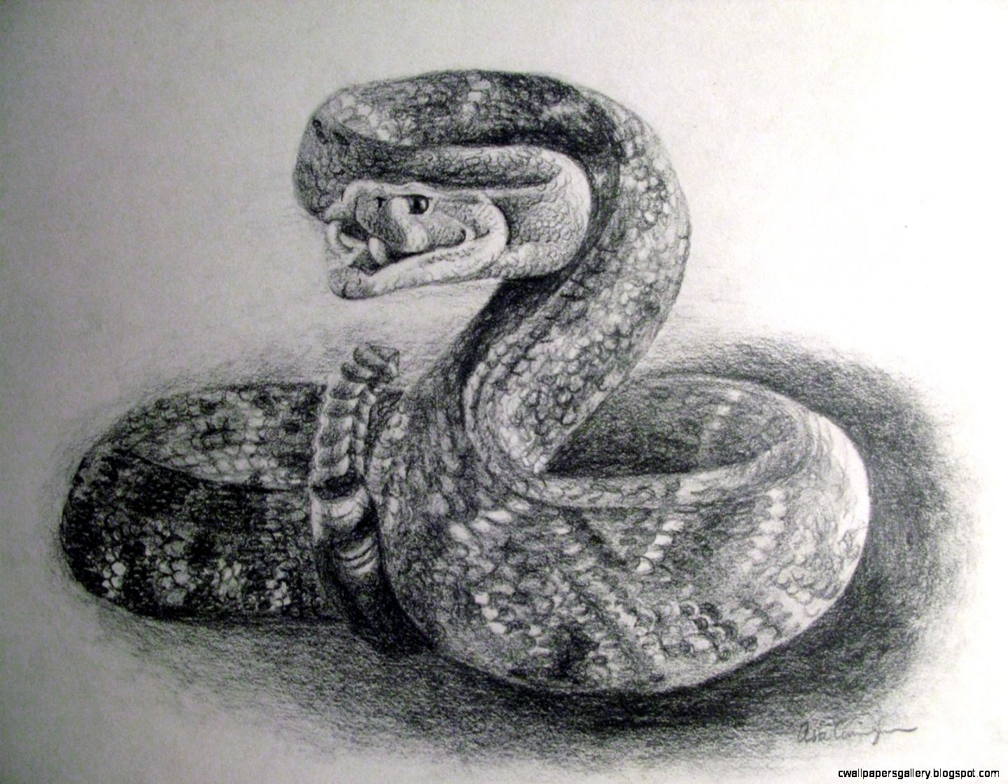 Realistic Snake Drawing Fine Art