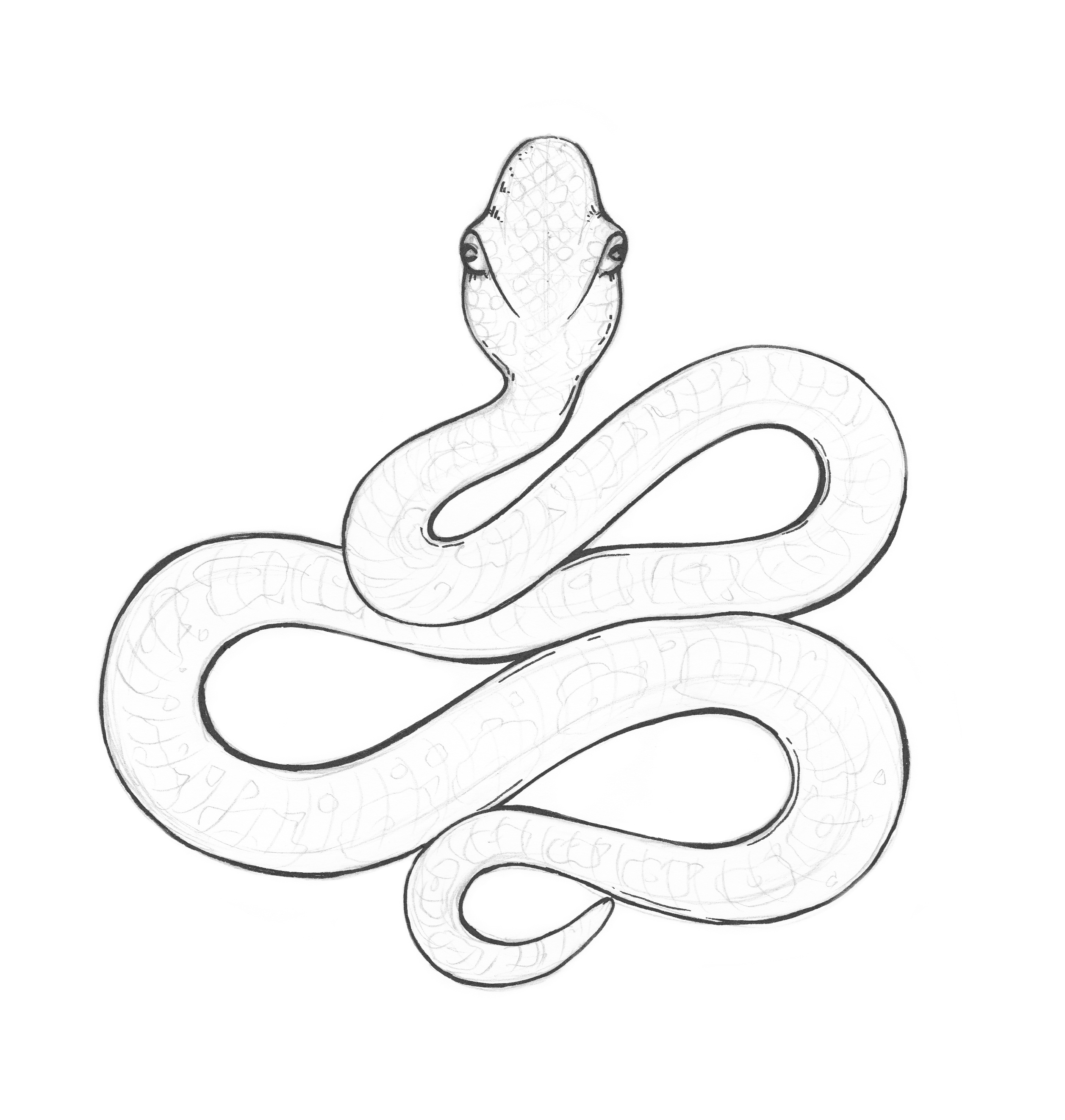 Realistic Snake Drawing Hand Drawn Sketch