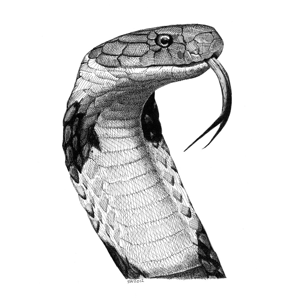 Realistic Snake Drawing Image