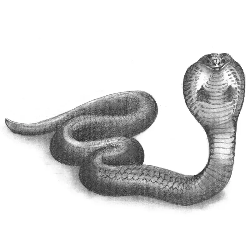 Realistic Snake Drawing Modern Sketch