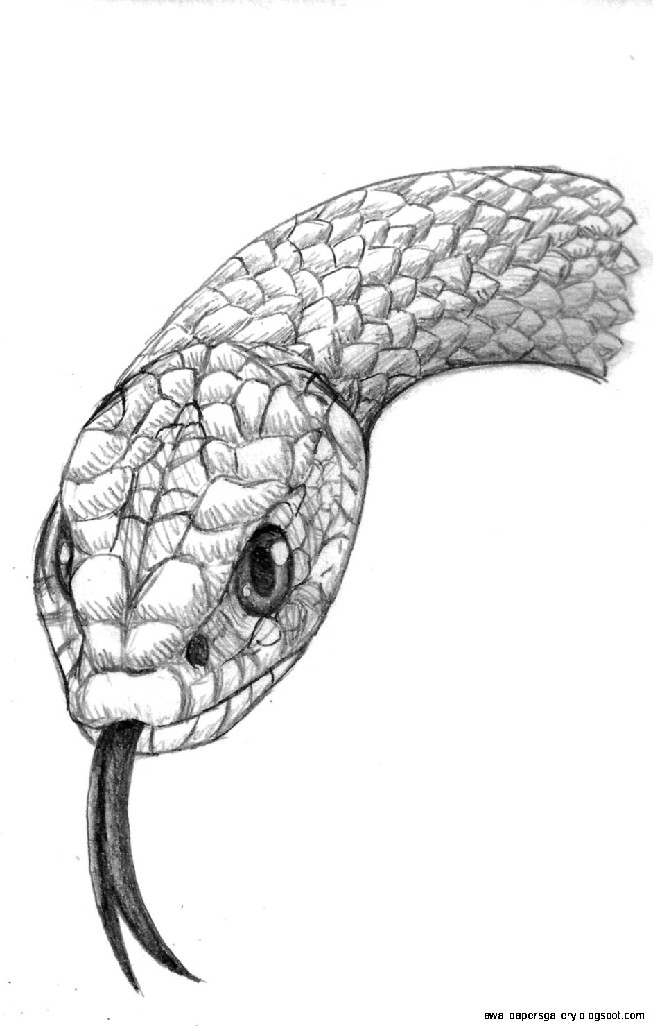 Realistic Snake Drawing Photo