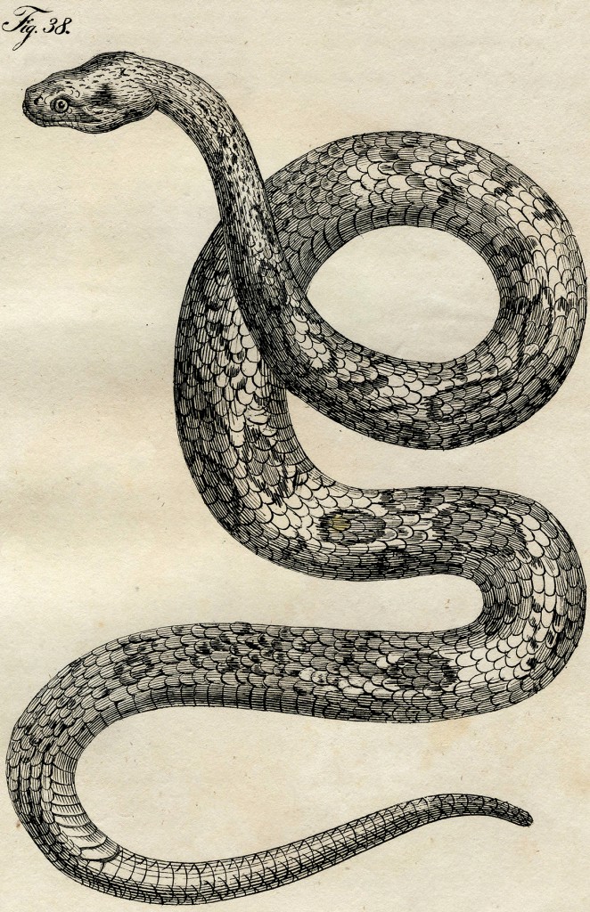 Realistic Snake Drawing Professional Artwork