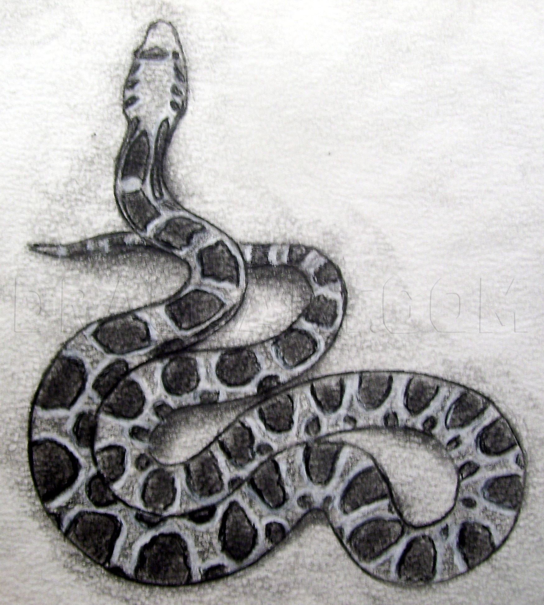 Realistic Snake Drawing Stunning Sketch