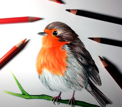Robin Drawing Modern Sketch