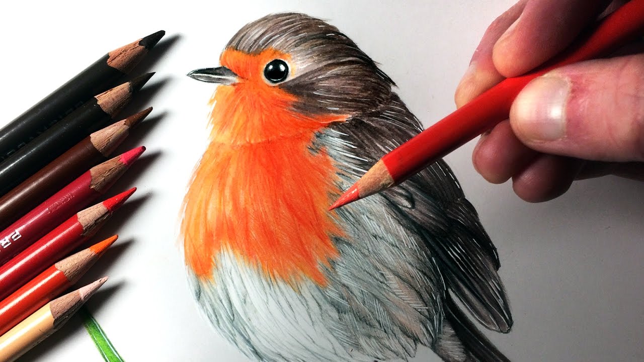 Robin Drawing Realistic Sketch