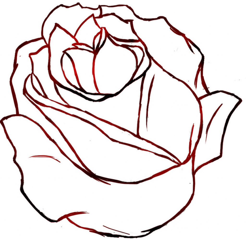 Rose Outline Drawing Art