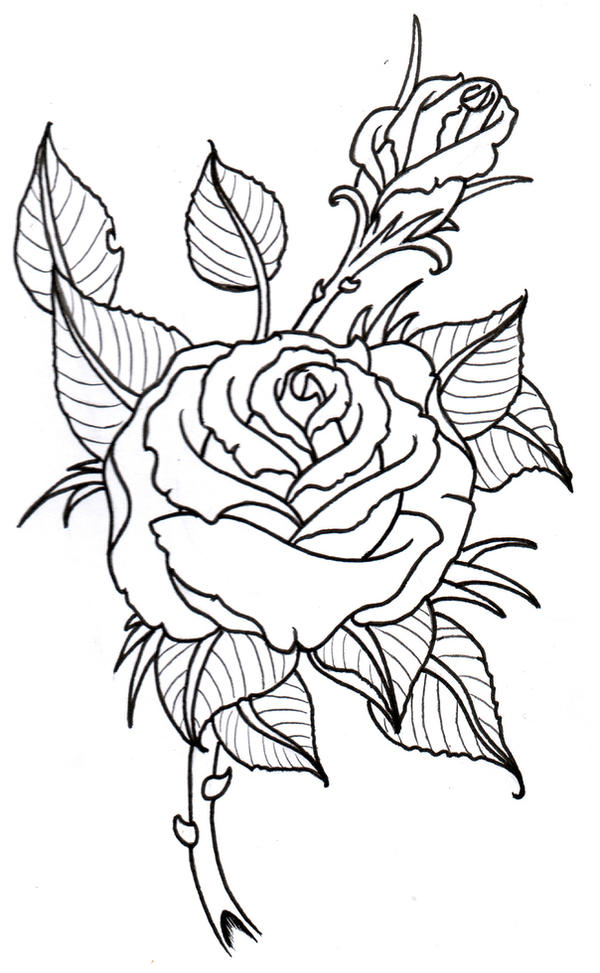 Rose Outline Drawing Artistic Sketching